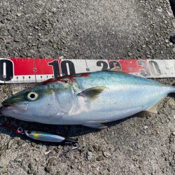 ハマチサイズヒット