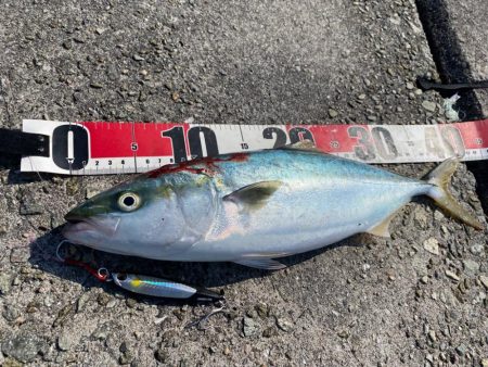 ハマチサイズヒット