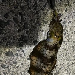 初イカ浮き釣り