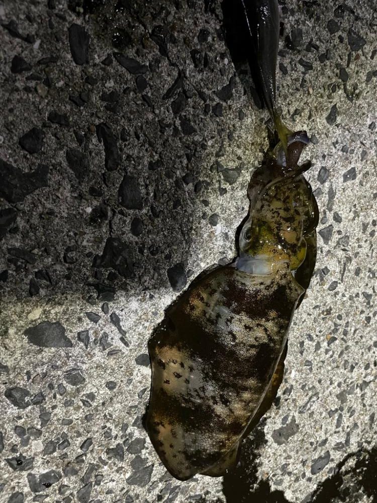 初イカ浮き釣り