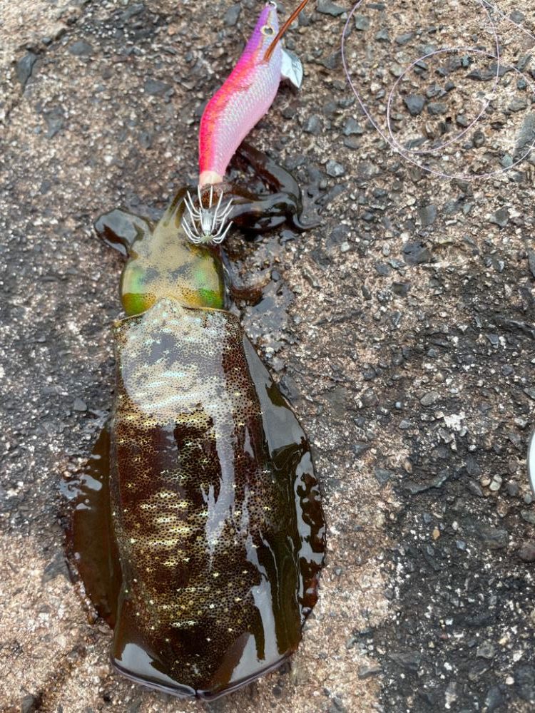 週末エギング！