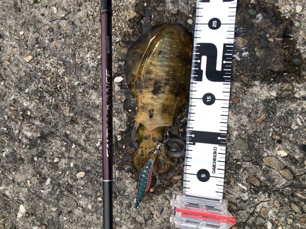 秋イカは小心者⁈