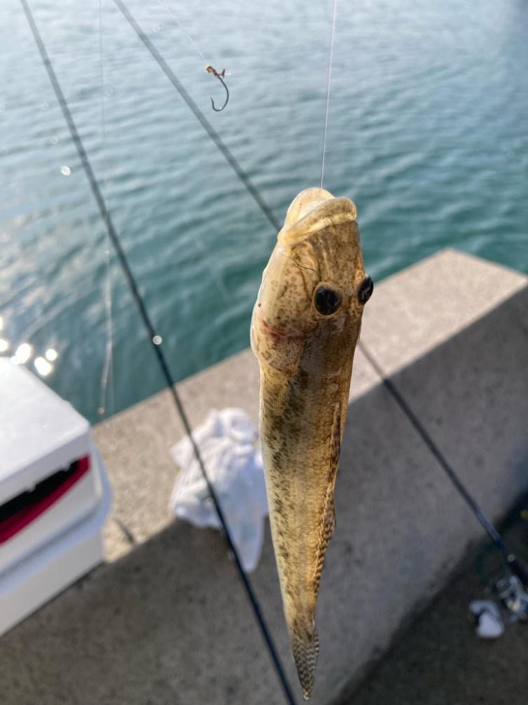 いい引きします!