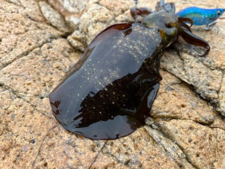 初めての沖磯｜イカの活性は低く青物の回遊も無し
