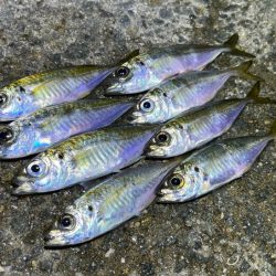 姫路離島で極豆アジング｜物足りない・・・