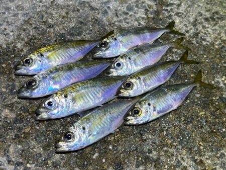 姫路離島で極豆アジング｜物足りない・・・