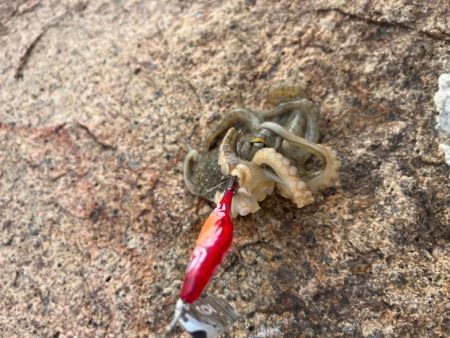 姫路でイイダコ釣り｜先週とは違って激渋！