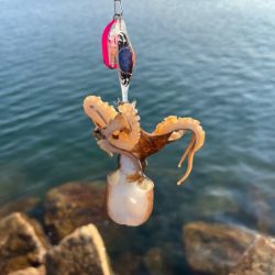 退屈しない程度に釣れて良い感じ♪
