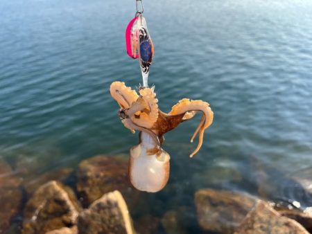 退屈しない程度に釣れて良い感じ♪