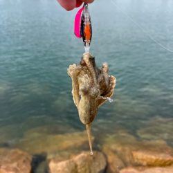 姫路イイダコ調査！今年こそアタリ年！？