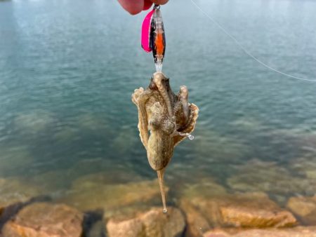 姫路イイダコ調査！今年こそアタリ年！？