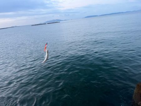 姫路青物調査！エソ祭り！！