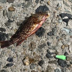 初めてのカワハギ釣り｜何とか釣れたけど根掛かり酷い