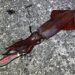 ナイトエギングでアオリイカ狙うが激渋でケンサキイカがポツポツ