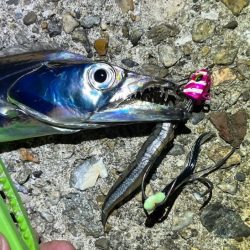 東二見でタチウオ釣り｜激渋だけど釣れて良かった