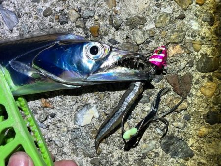 東二見でタチウオ釣り｜激渋だけど釣れて良か…