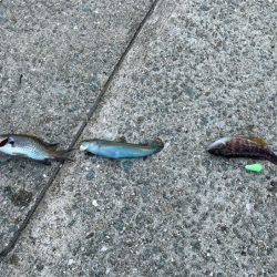 姫路離島でカワハギ釣り｜外道連発しながらボチボチ釣れました！