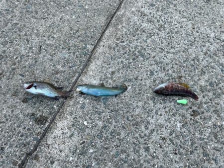 姫路離島でカワハギ釣り｜外道連発しながらボチボチ釣れました！