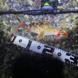 40cmオーバーを探して。。。