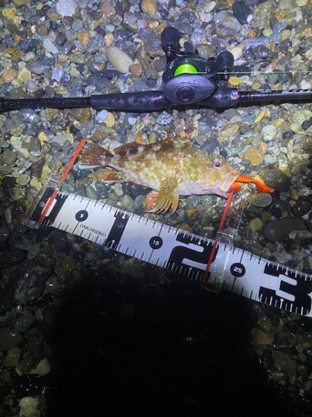 40cmオーバーを探して。。。