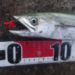 神無月のはじまりは青箭魚（さごし）から始まる