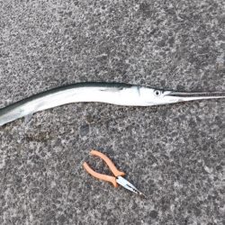 秋のライトショアジギング