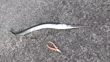 秋のライトショアジギング