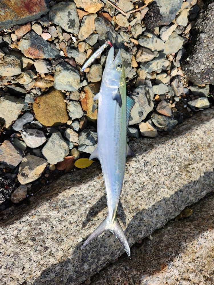 久しぶりのヤツに出会えました