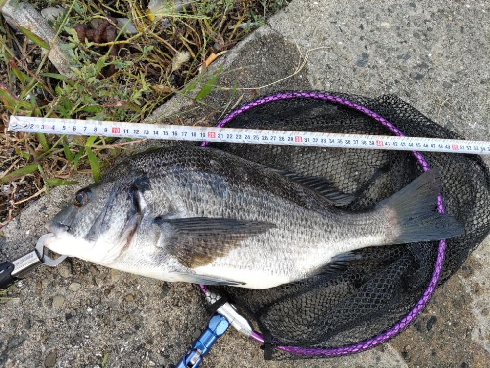 チニング（デイ強風編）