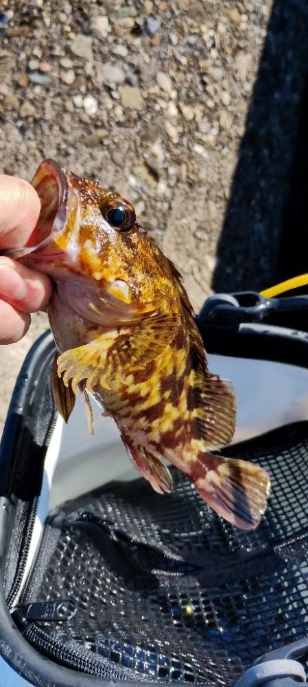 カワハギ&ガシラ