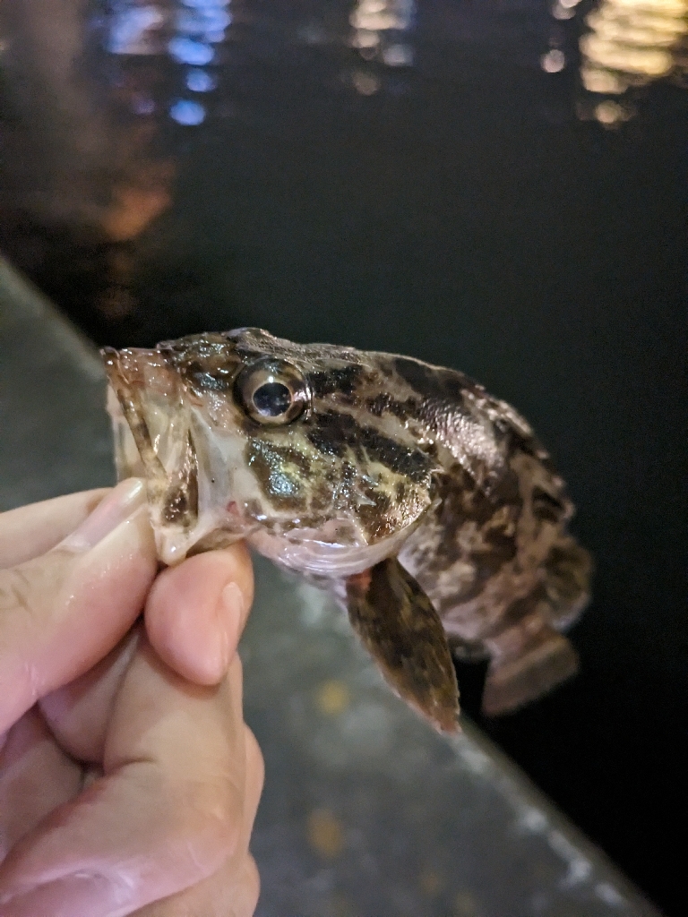 アジ早く大きくならないかな？