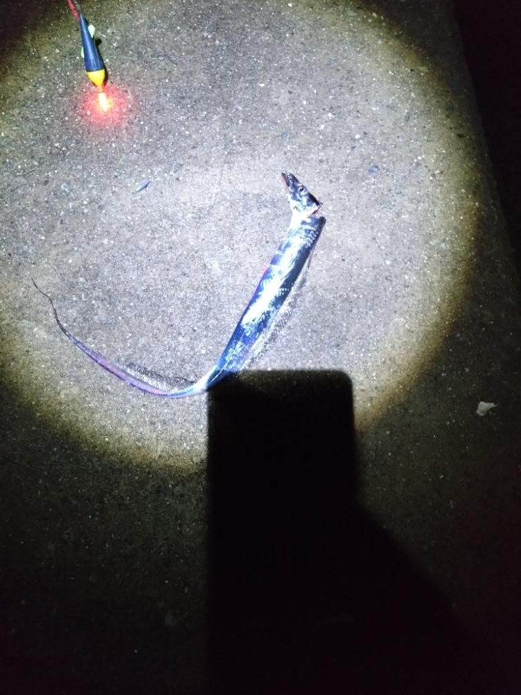 久々に電気ウキで癒やされた