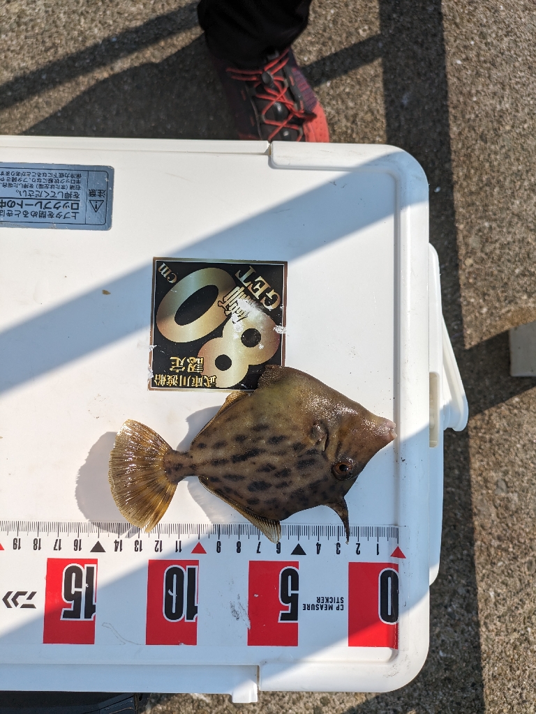 カワハギ釣りにはまりました。