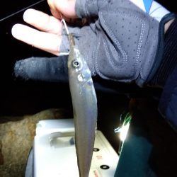 苅屋海岸のキス釣り