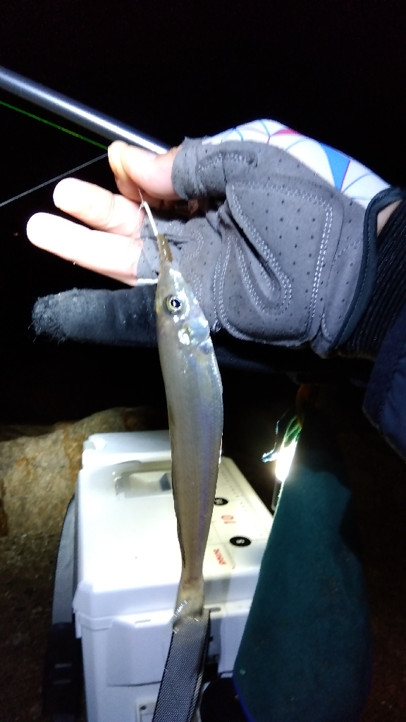 苅屋海岸のキス釣り