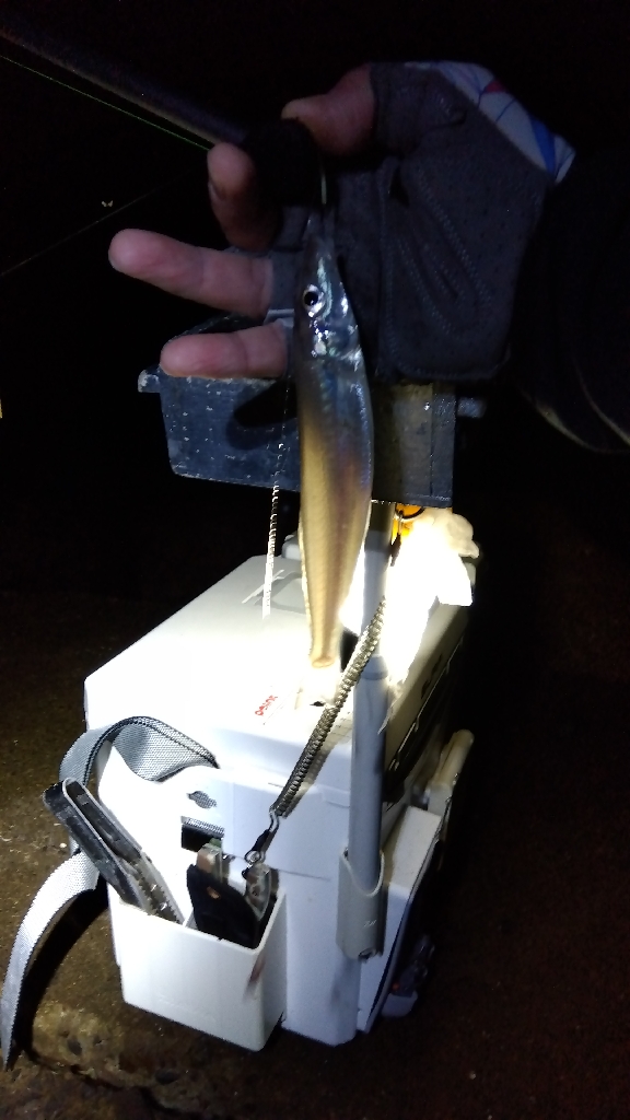 苅屋海岸のキス釣り