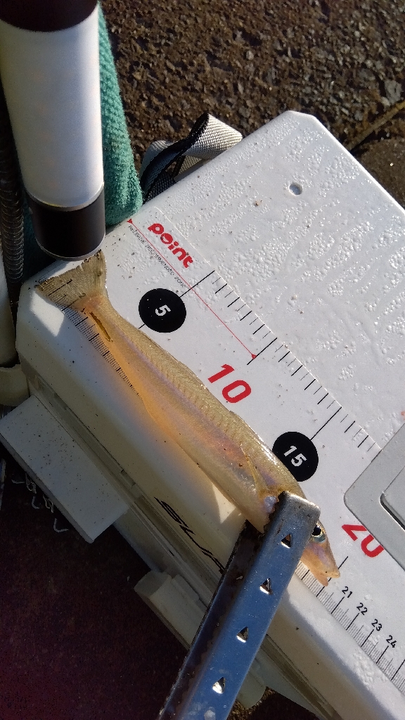 苅屋海岸のキス釣り