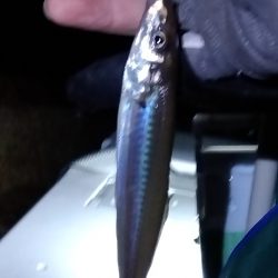 苅屋海岸のキス釣り