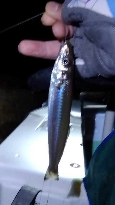 苅屋海岸のキス釣り