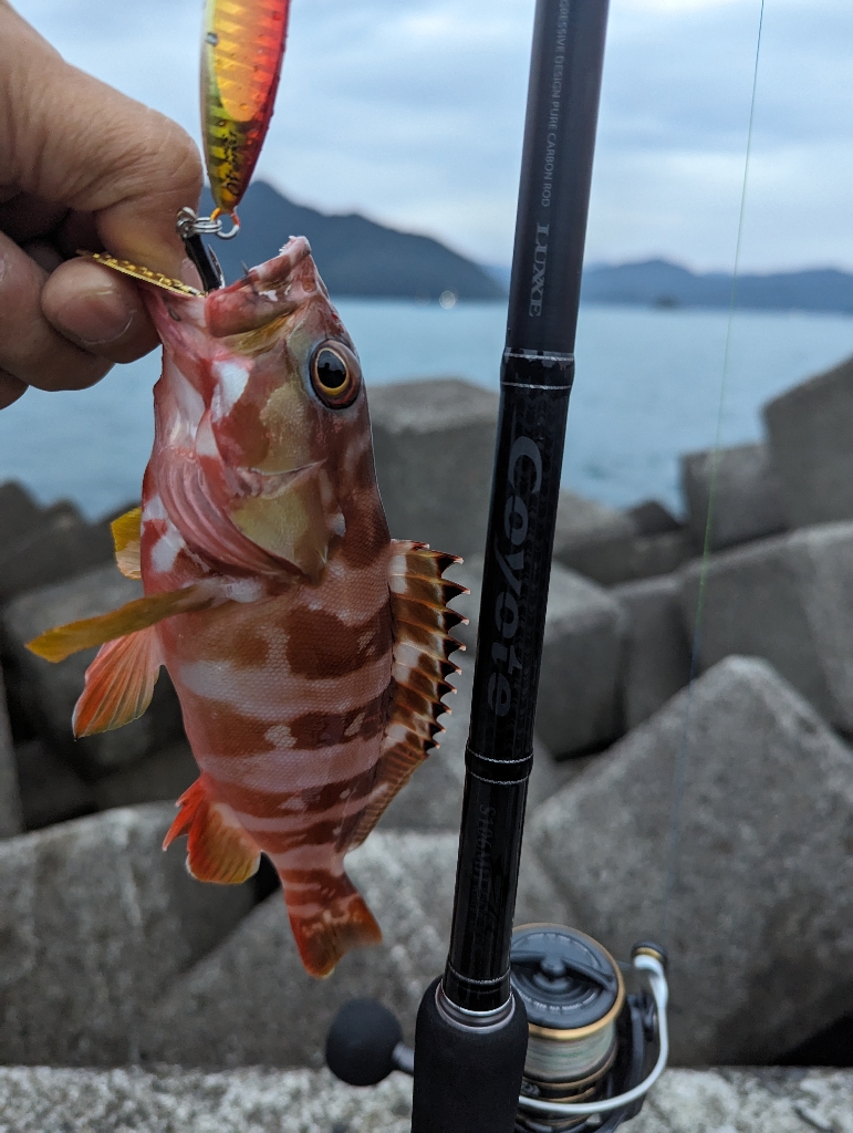 陸っぱり釣行記