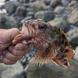 陸っぱり釣行記