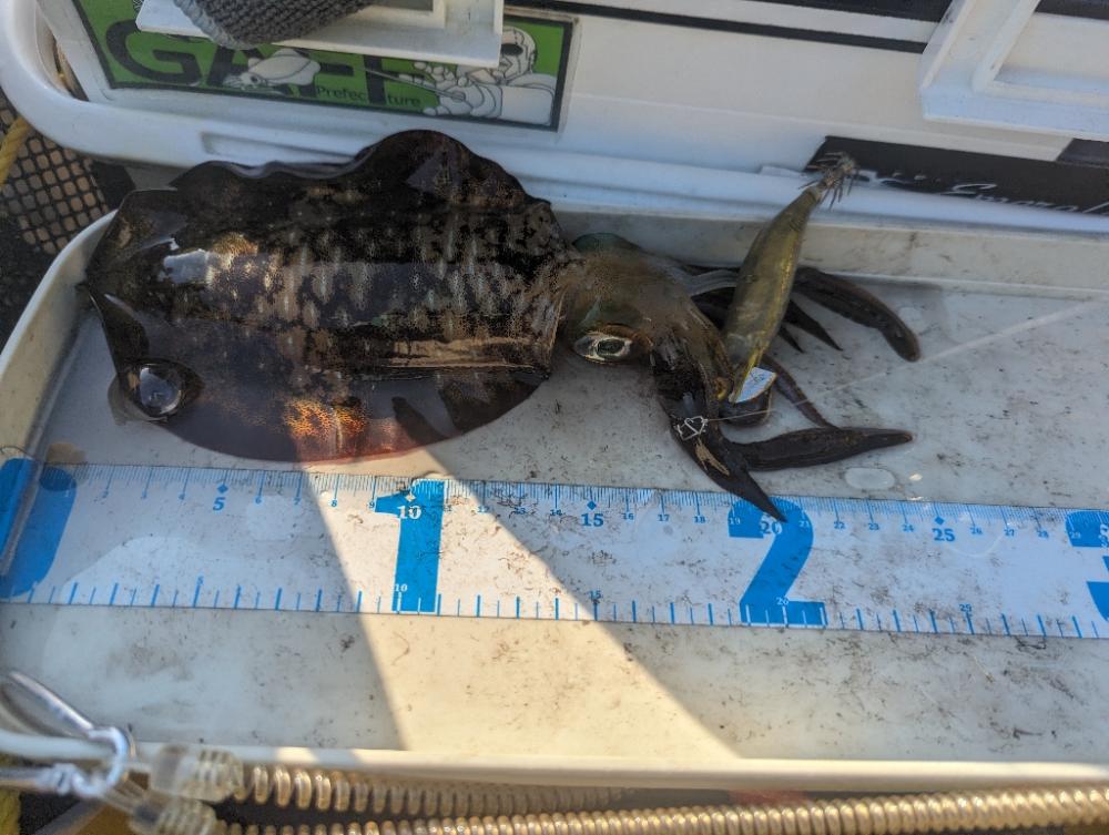 ティップランでデカモンゴウ