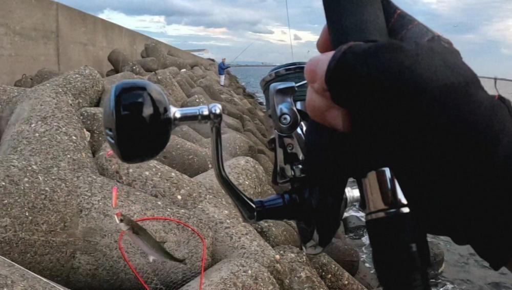 サゴシいつまで続く❓❓❓