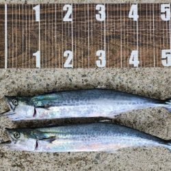 シーズン本格化？