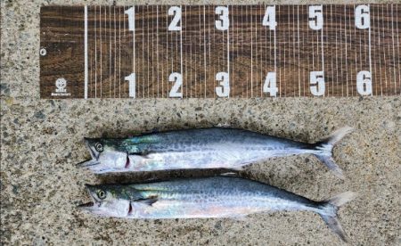 シーズン本格化？