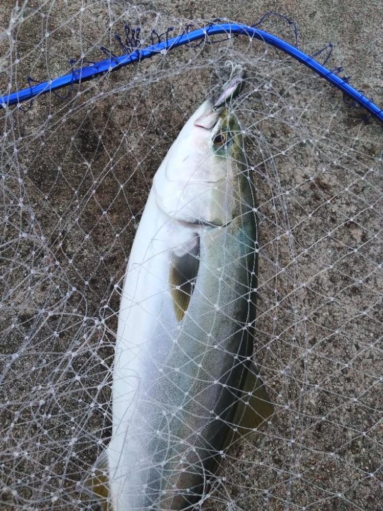 朝マヅメにメジロ