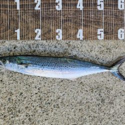 やっと釣れた(´Д｀)ﾊｧ…