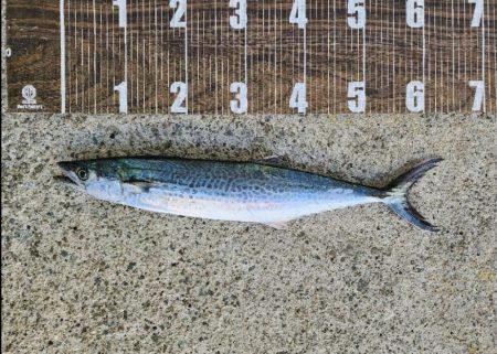 やっと釣れた(´Д｀)ﾊｧ…