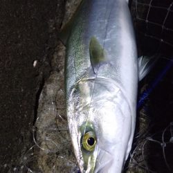 ハマチ2 サゴシ2