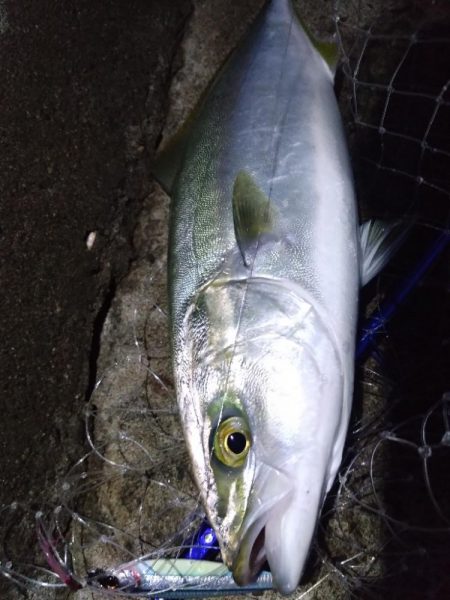 ハマチ2 サゴシ2